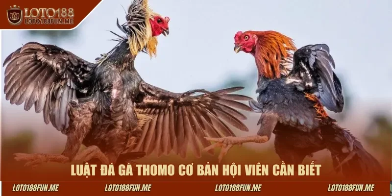 Luật đá gà Thomo cơ bản hội viên cần biết